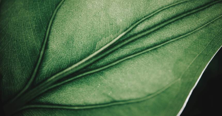 Sustainability