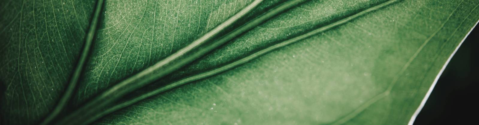 Sustainability